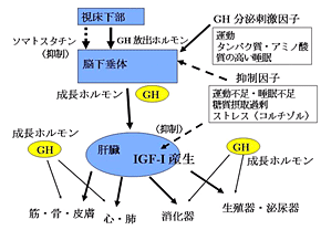 ≪図1≫成長ホルモン・IGF-I分泌を刺激する因子と抑制する因子